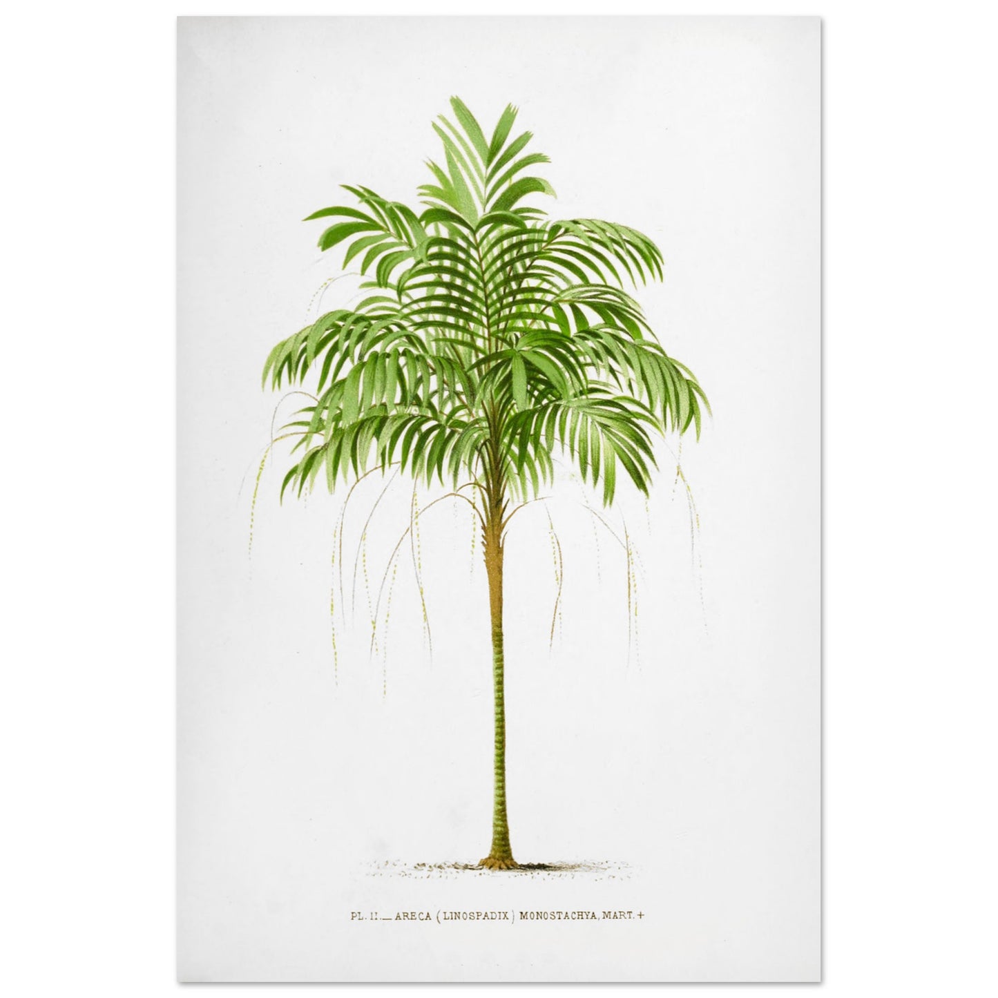 Areca Monostachya - Planche botanique ancienne du palmier d'Australie (60x90 cm). Illustration botanique ancienne d'un palmier Areca Monostachya (Linospadix) aux feuilles vertes et au tronc marron.