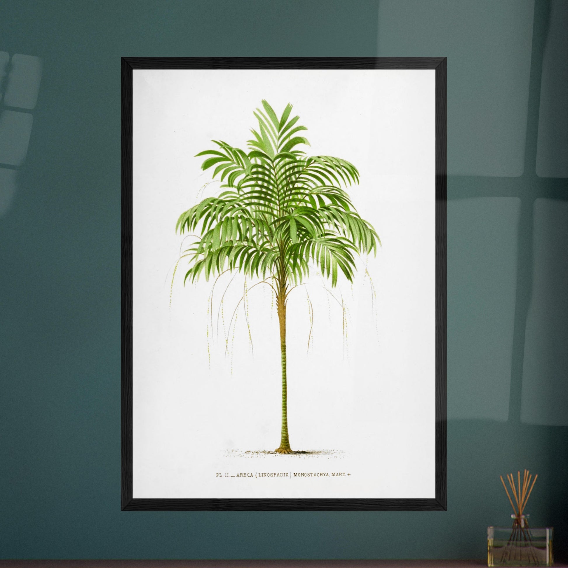 Areca Monostachya - Planche botanique ancienne du palmier d'Australie. Illustration botanique ancienne d'un palmier Areca Monostachya (Linospadix) aux feuilles vertes et au tronc marron. Image d'illustration 8