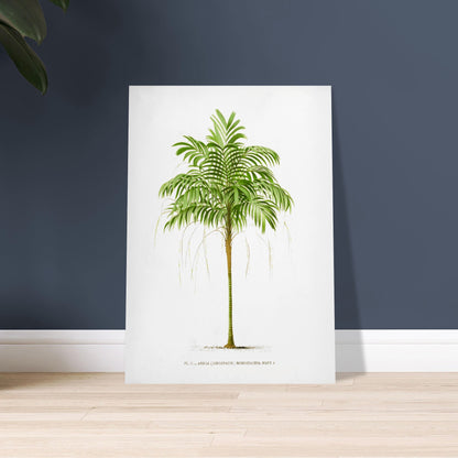 Areca Monostachya - Planche botanique ancienne du palmier d'Australie. Illustration botanique ancienne d'un palmier Areca Monostachya (Linospadix) aux feuilles vertes et au tronc marron. Image d'illustration 9
