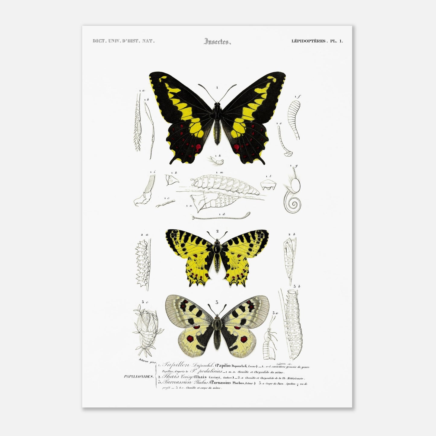 Planche naturaliste de papillons : Papillon de Duponchel et Thaïs (29,7x42 cm (A3)). Illustration du XIXe siècle d'une planche naturaliste montrant trois papillons et leurs stades de développement.