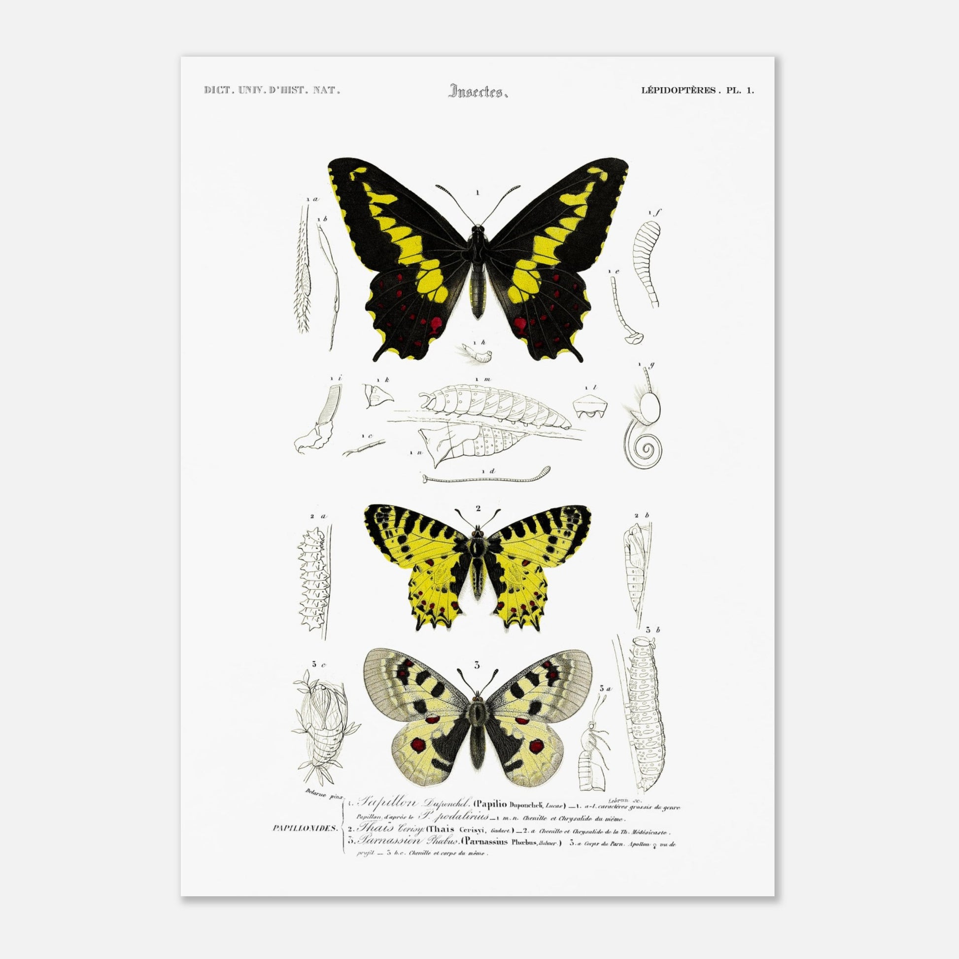 Planche naturaliste de papillons : Papillon de Duponchel et Thaïs (29,7x42 cm (A3)). Illustration du XIXe siècle d'une planche naturaliste montrant trois papillons et leurs stades de développement.