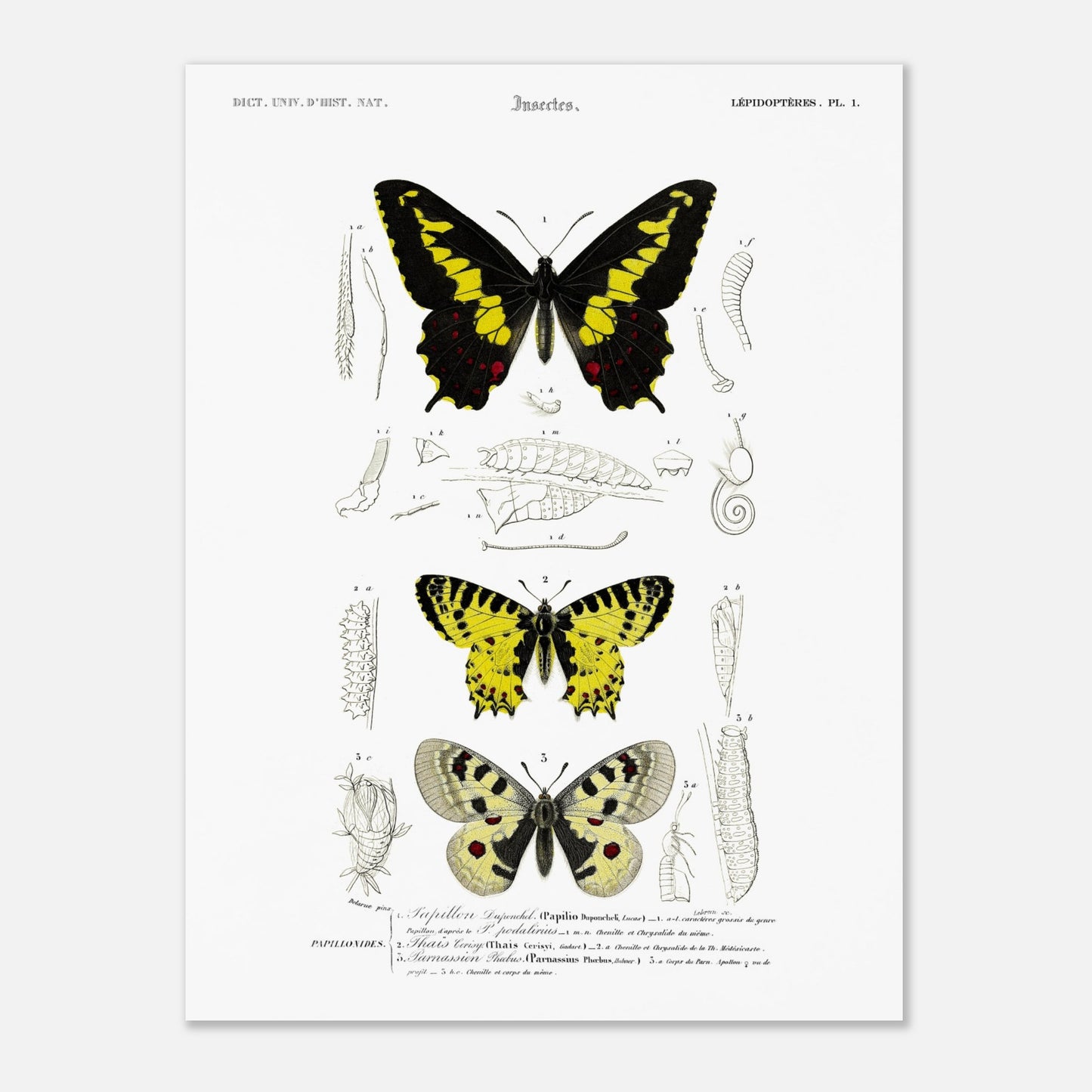 Planche naturaliste de papillons : Papillon de Duponchel et Thaïs (30x40 cm). Illustration du XIXe siècle d'une planche naturaliste montrant trois papillons et leurs stades de développement.