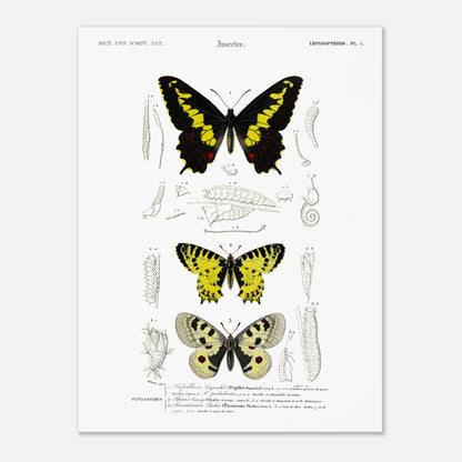 Planche naturaliste de papillons : Papillon de Duponchel et Thaïs (30x40 cm). Illustration du XIXe siècle d'une planche naturaliste montrant trois papillons et leurs stades de développement.