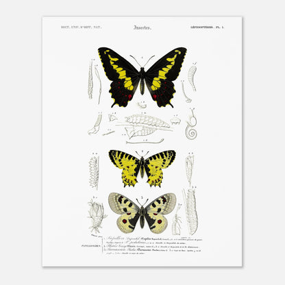 Planche naturaliste de papillons : Papillon de Duponchel et Thaïs (40x50 cm). Illustration du XIXe siècle d'une planche naturaliste montrant trois papillons et leurs stades de développement.