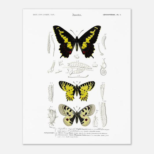 Planche naturaliste de papillons : Papillon de Duponchel et Thaïs (40x50 cm). Illustration du XIXe siècle d'une planche naturaliste montrant trois papillons et leurs stades de développement.