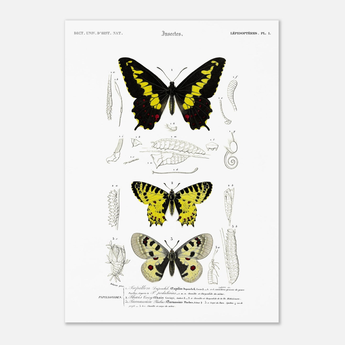 Planche naturaliste de papillons : Papillon de Duponchel et Thaïs (42x59,4 cm (A2)). Illustration du XIXe siècle d'une planche naturaliste montrant trois papillons et leurs stades de développement.