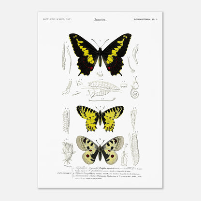 Planche naturaliste de papillons : Papillon de Duponchel et Thaïs (42x59,4 cm (A2)). Illustration du XIXe siècle d'une planche naturaliste montrant trois papillons et leurs stades de développement.