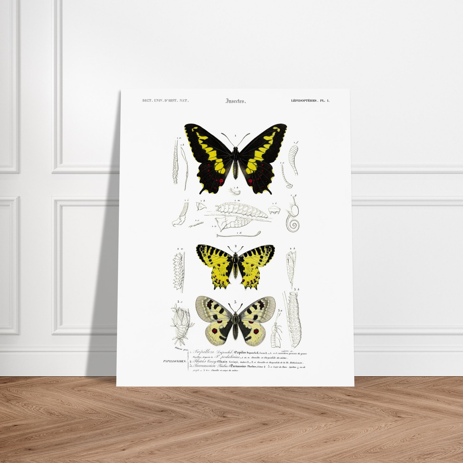 Planche naturaliste de papillons : Papillon de Duponchel et Thaïs. Illustration du XIXe siècle d'une planche naturaliste montrant trois papillons et leurs stades de développement. Image d'illustration 5