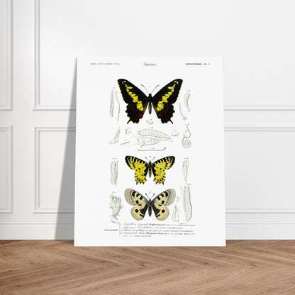 Planche naturaliste de papillons : Papillon de Duponchel et Thaïs. Illustration du XIXe siècle d'une planche naturaliste montrant trois papillons et leurs stades de développement. Image d'illustration 5