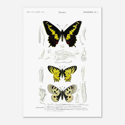 Planche naturaliste de papillons : Papillon de Duponchel et Thaïs (50x70 cm). Illustration du XIXe siècle d'une planche naturaliste montrant trois papillons et leurs stades de développement.