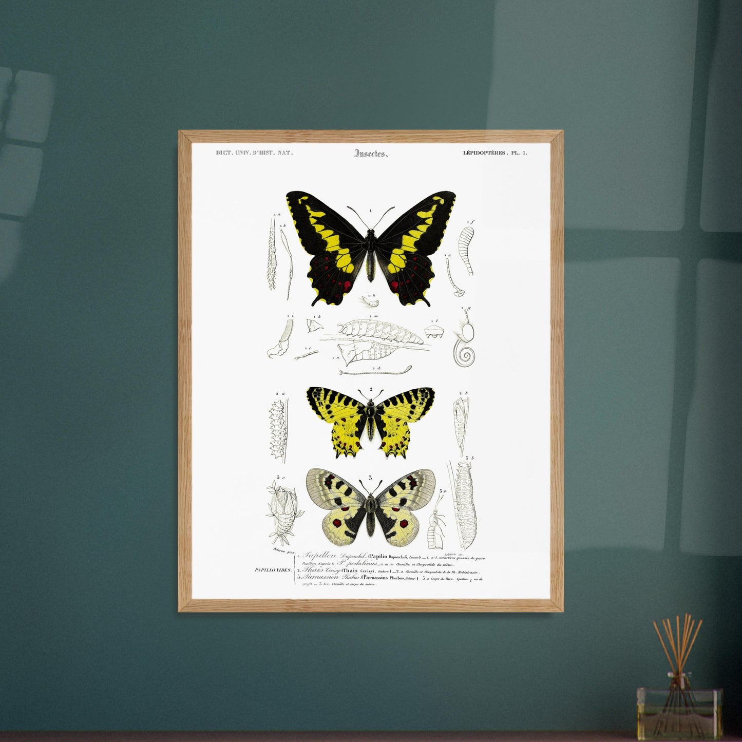 Planche naturaliste de papillons : Papillon de Duponchel et Thaïs. Illustration du XIXe siècle d'une planche naturaliste montrant trois papillons et leurs stades de développement. Image d'illustration 6