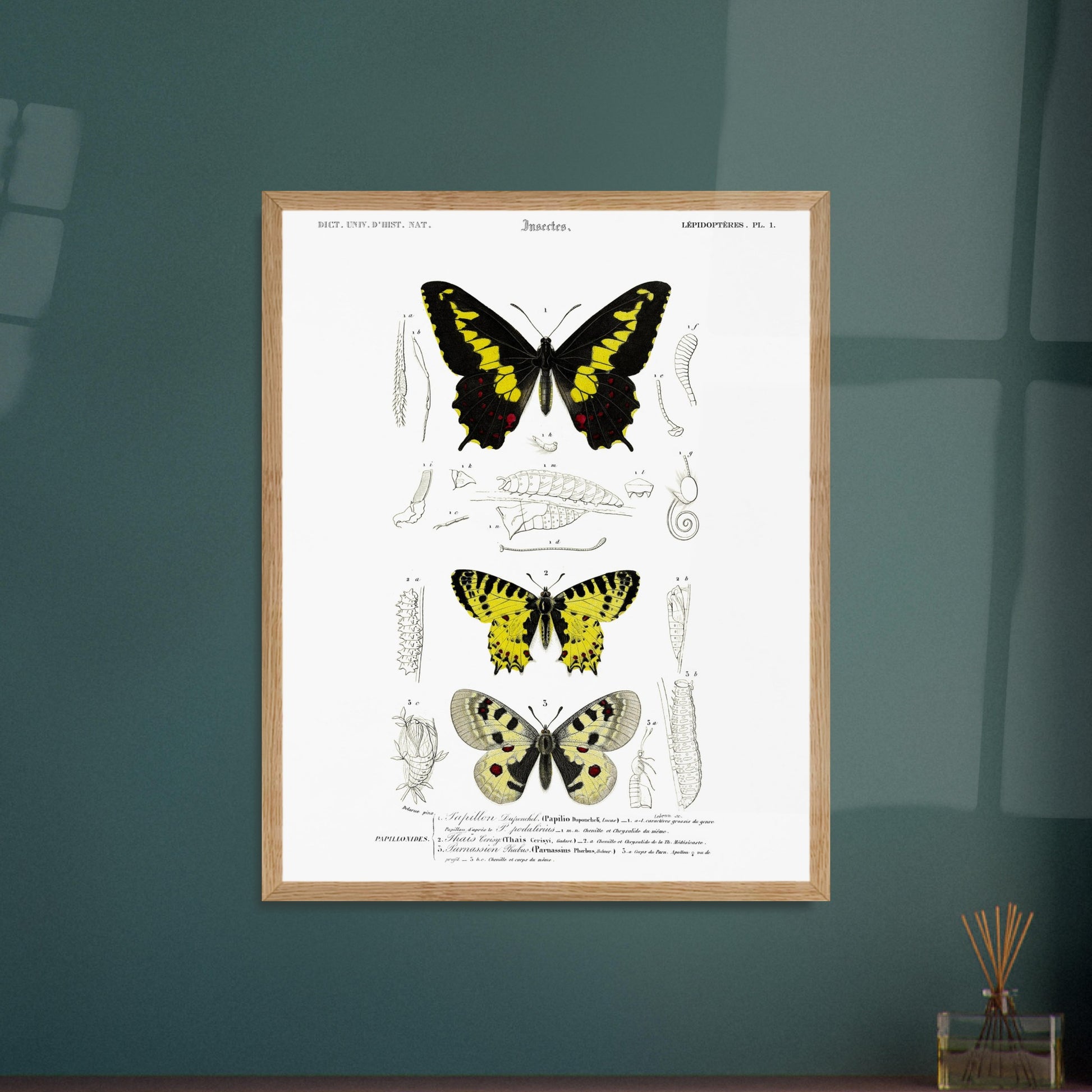 Planche naturaliste de papillons : Papillon de Duponchel et Thaïs. Illustration du XIXe siècle d'une planche naturaliste montrant trois papillons et leurs stades de développement. Image d'illustration 6