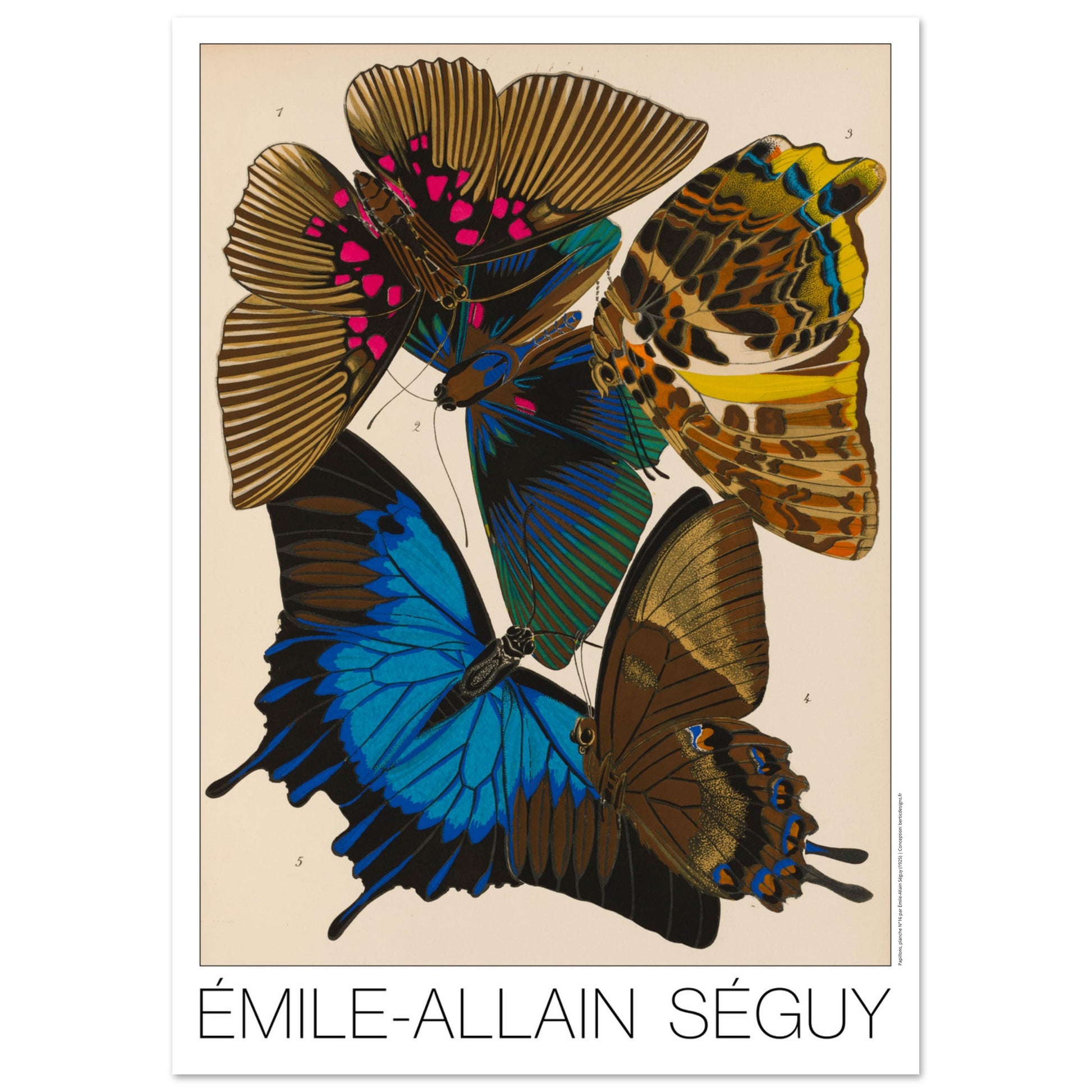 Planche naturaliste de papillons (Lyropterix, Papilio) par E.A. Séguy (29,7x42 cm (A3)). Gravure naturaliste d'Émile-Allain Séguy présentant cinq papillons aux couleurs vives et aux motifs complexes.