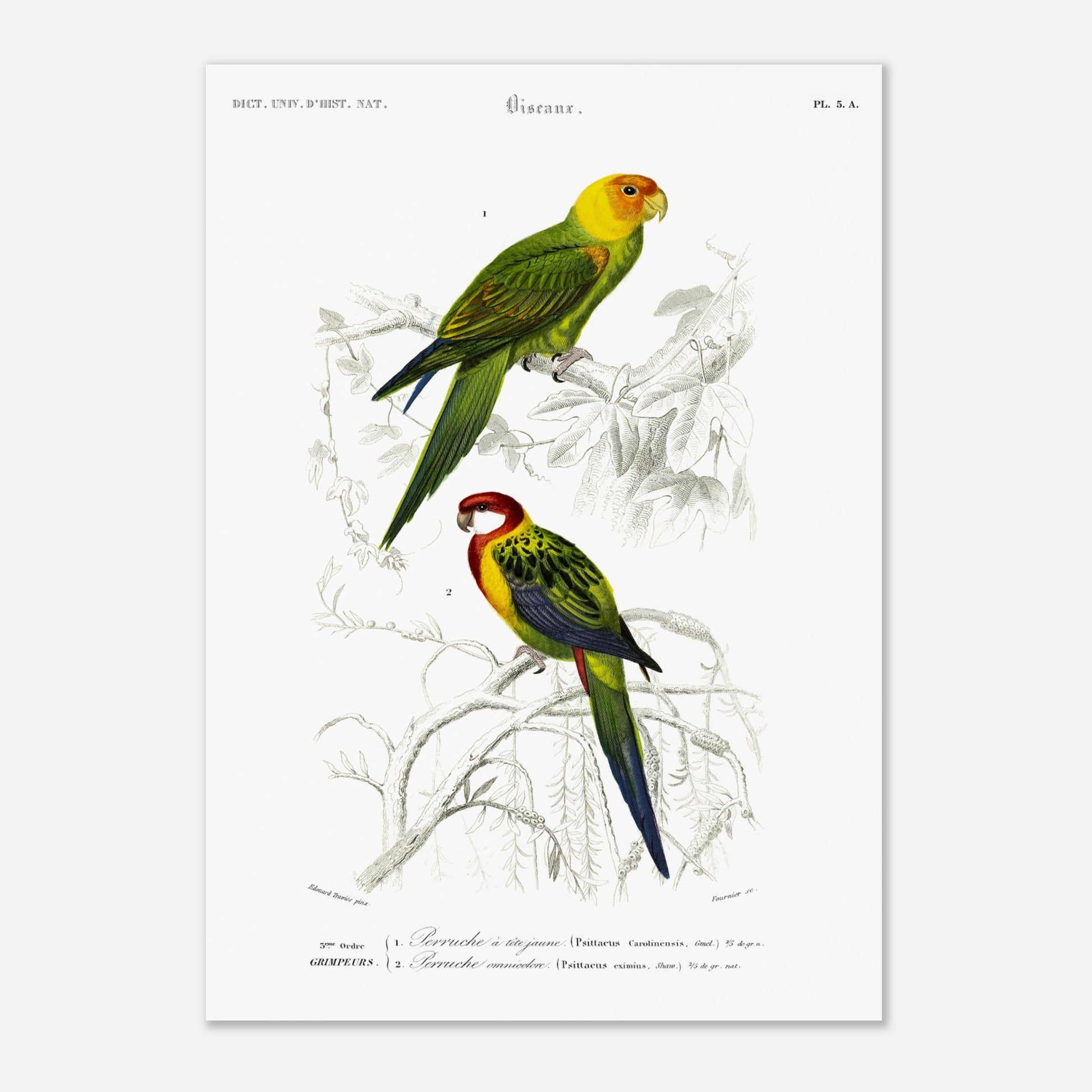 Planche naturaliste de la Perruche à tête jaune par d'Orbigny (29,7x42 cm (A3)). Planche d'illustration d'oiseaux montrant une perruche à tête jaune perchée sur une branche et une autre perruche aux teintes rouges et vertes, le tout dans un style ancien.