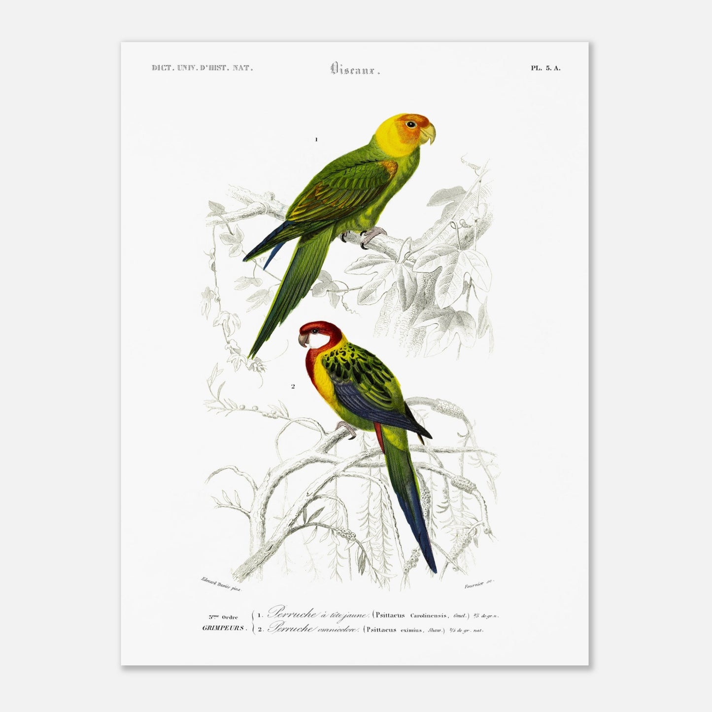 Planche naturaliste de la Perruche à tête jaune par d'Orbigny (30x40 cm). Planche d'illustration d'oiseaux montrant une perruche à tête jaune perchée sur une branche et une autre perruche aux teintes rouges et vertes, le tout dans un style ancien.