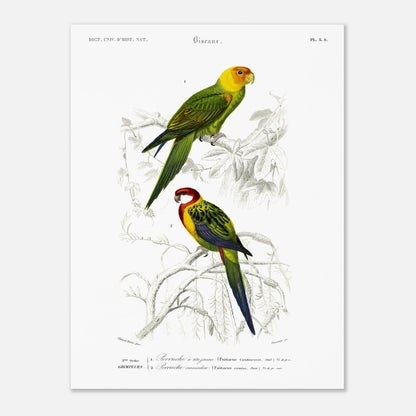 Planche naturaliste de la Perruche à tête jaune par d'Orbigny (30x40 cm). Planche d'illustration d'oiseaux montrant une perruche à tête jaune perchée sur une branche et une autre perruche aux teintes rouges et vertes, le tout dans un style ancien.