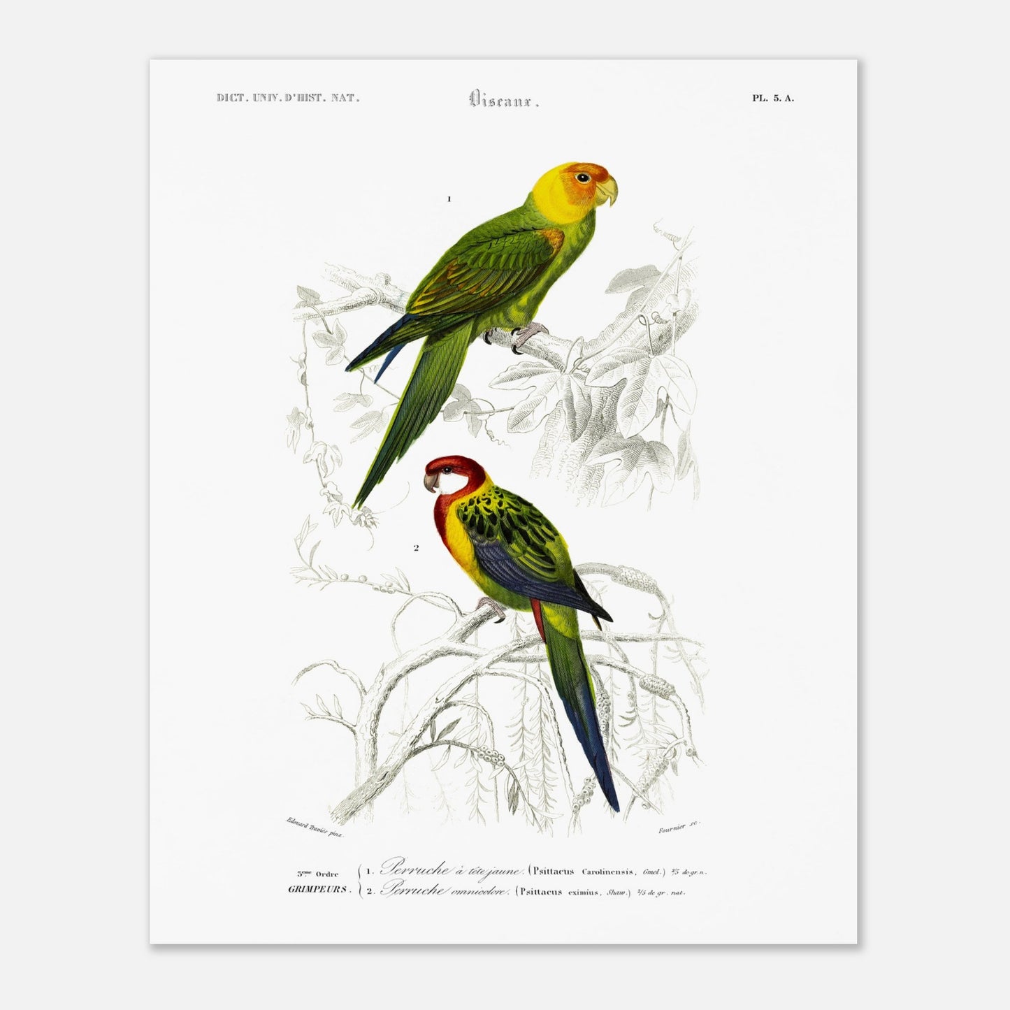 Planche naturaliste de la Perruche à tête jaune par d'Orbigny (40x50 cm). Planche d'illustration d'oiseaux montrant une perruche à tête jaune perchée sur une branche et une autre perruche aux teintes rouges et vertes, le tout dans un style ancien.