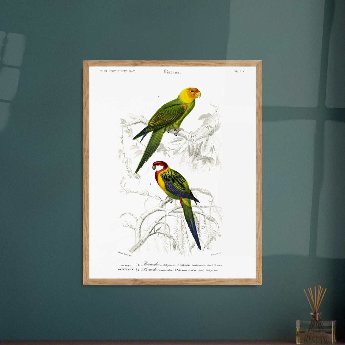 Planche naturaliste de la Perruche à tête jaune par d'Orbigny. Planche d'illustration d'oiseaux montrant une perruche à tête jaune perchée sur une branche et une autre perruche aux teintes rouges et vertes, le tout dans un style ancien. Image d'illustration 5