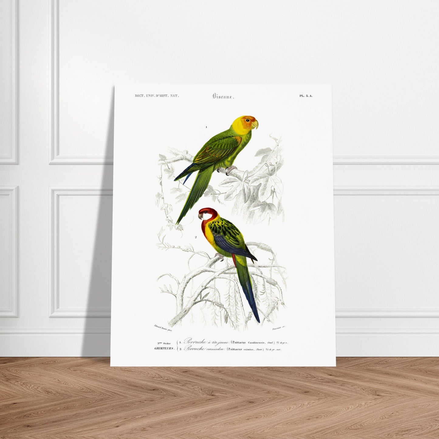 Planche naturaliste de la Perruche à tête jaune par d'Orbigny. Planche d'illustration d'oiseaux montrant une perruche à tête jaune perchée sur une branche et une autre perruche aux teintes rouges et vertes, le tout dans un style ancien. Image d'illustration 6