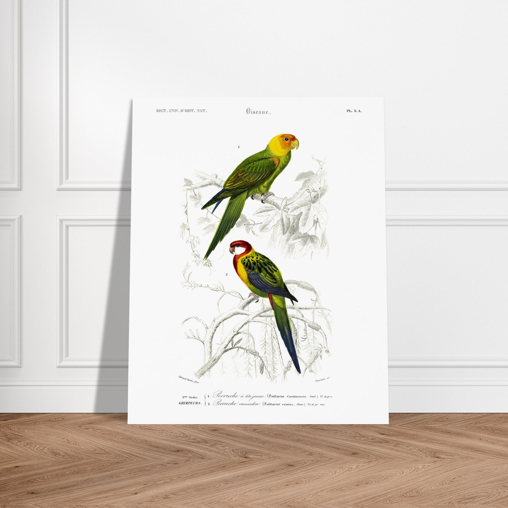 Planche naturaliste de la Perruche à tête jaune par d'Orbigny. Planche d'illustration d'oiseaux montrant une perruche à tête jaune perchée sur une branche et une autre perruche aux teintes rouges et vertes, le tout dans un style ancien. Image d'illustration 6