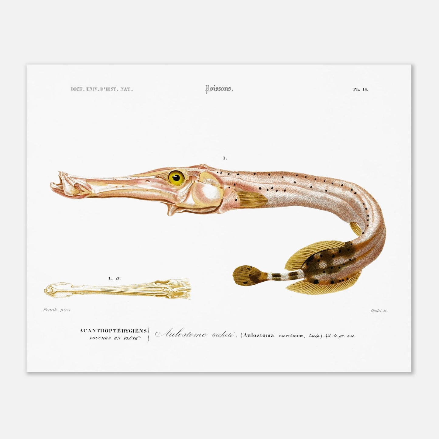 Planche naturaliste de poisson : l'Aulostome tacheté - d'Orbigny (40x50 cm). Planche naturaliste d'un poisson à long museau, l'aulostome tacheté, avec une illustration détaillée de sa bouche et une légende.