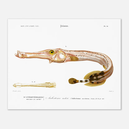 Planche naturaliste de poisson : l'Aulostome tacheté - d'Orbigny (40x50 cm). Planche naturaliste d'un poisson à long museau, l'aulostome tacheté, avec une illustration détaillée de sa bouche et une légende.