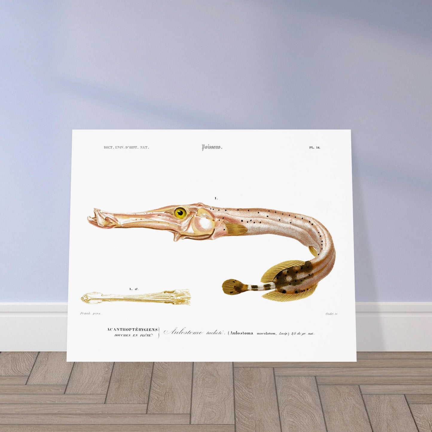 Planche naturaliste de poisson : l'Aulostome tacheté - d'Orbigny. Planche naturaliste d'un poisson à long museau, l'aulostome tacheté, avec une illustration détaillée de sa bouche et une légende. Image d'illustration 5