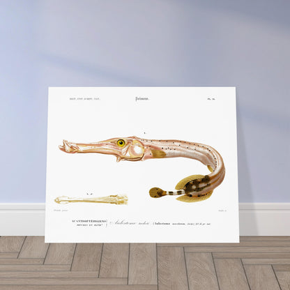 Planche naturaliste de poisson : l'Aulostome tacheté - d'Orbigny. Planche naturaliste d'un poisson à long museau, l'aulostome tacheté, avec une illustration détaillée de sa bouche et une légende. Image d'illustration 5
