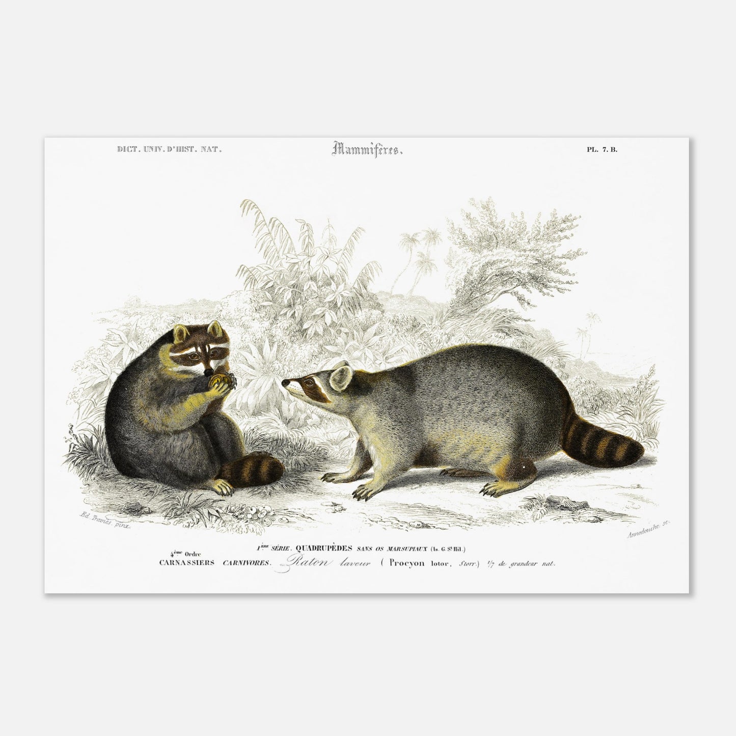 Planche naturaliste de mammifères : Raton laveur d'Orbigny (29,7x42 cm (A3)). Illustration naturaliste du XIXe siècle montrant deux ratons laveurs dans un environnement végétal, l'un assis et mangeant une baie, l'autre debout observant.