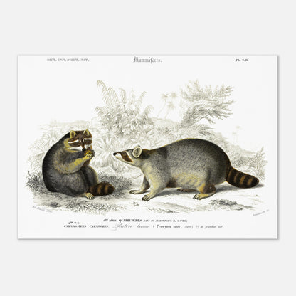 Planche naturaliste de mammifères : Raton laveur d'Orbigny (29,7x42 cm (A3)). Illustration naturaliste du XIXe siècle montrant deux ratons laveurs dans un environnement végétal, l'un assis et mangeant une baie, l'autre debout observant.