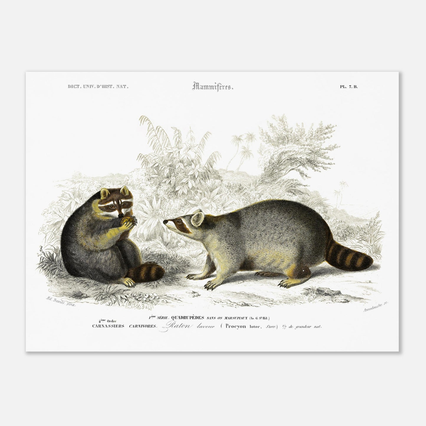 Planche naturaliste de mammifères : Raton laveur d'Orbigny (30x40 cm). Illustration naturaliste du XIXe siècle montrant deux ratons laveurs dans un environnement végétal, l'un assis et mangeant une baie, l'autre debout observant.
