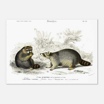 Planche naturaliste de mammifères : Raton laveur d'Orbigny (42x59,4 cm (A2)). Illustration naturaliste du XIXe siècle montrant deux ratons laveurs dans un environnement végétal, l'un assis et mangeant une baie, l'autre debout observant.