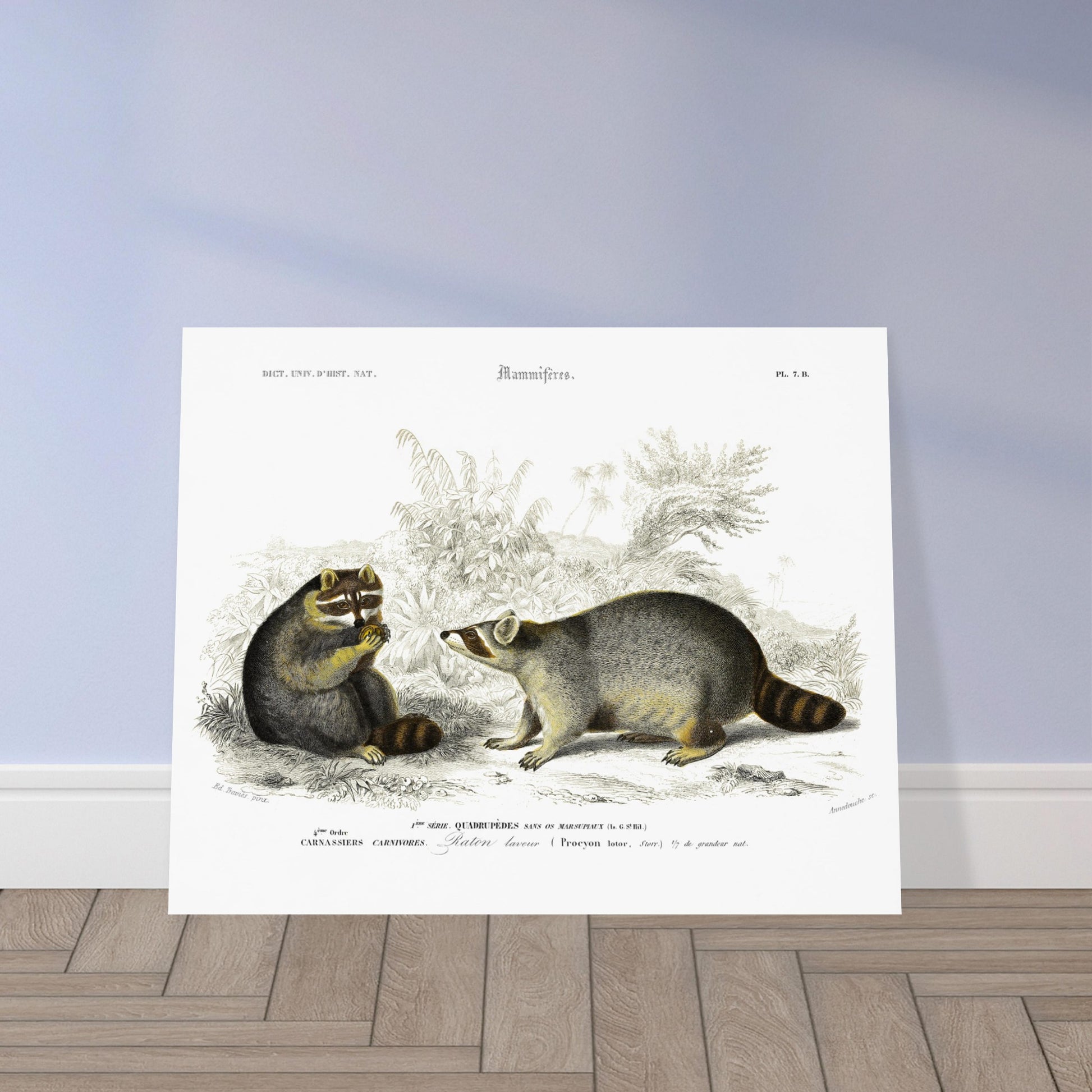 Planche naturaliste de mammifères : Raton laveur d'Orbigny. Illustration naturaliste du XIXe siècle montrant deux ratons laveurs dans un environnement végétal, l'un assis et mangeant une baie, l'autre debout observant. Image d'illustration 5