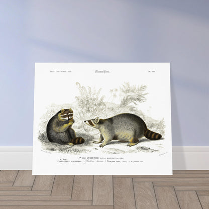 Planche naturaliste de mammifères : Raton laveur d'Orbigny. Illustration naturaliste du XIXe siècle montrant deux ratons laveurs dans un environnement végétal, l'un assis et mangeant une baie, l'autre debout observant. Image d'illustration 5