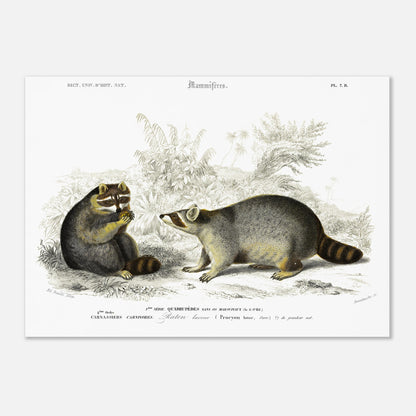 Planche naturaliste de mammifères : Raton laveur d'Orbigny (50x70 cm). Illustration naturaliste du XIXe siècle montrant deux ratons laveurs dans un environnement végétal, l'un assis et mangeant une baie, l'autre debout observant.