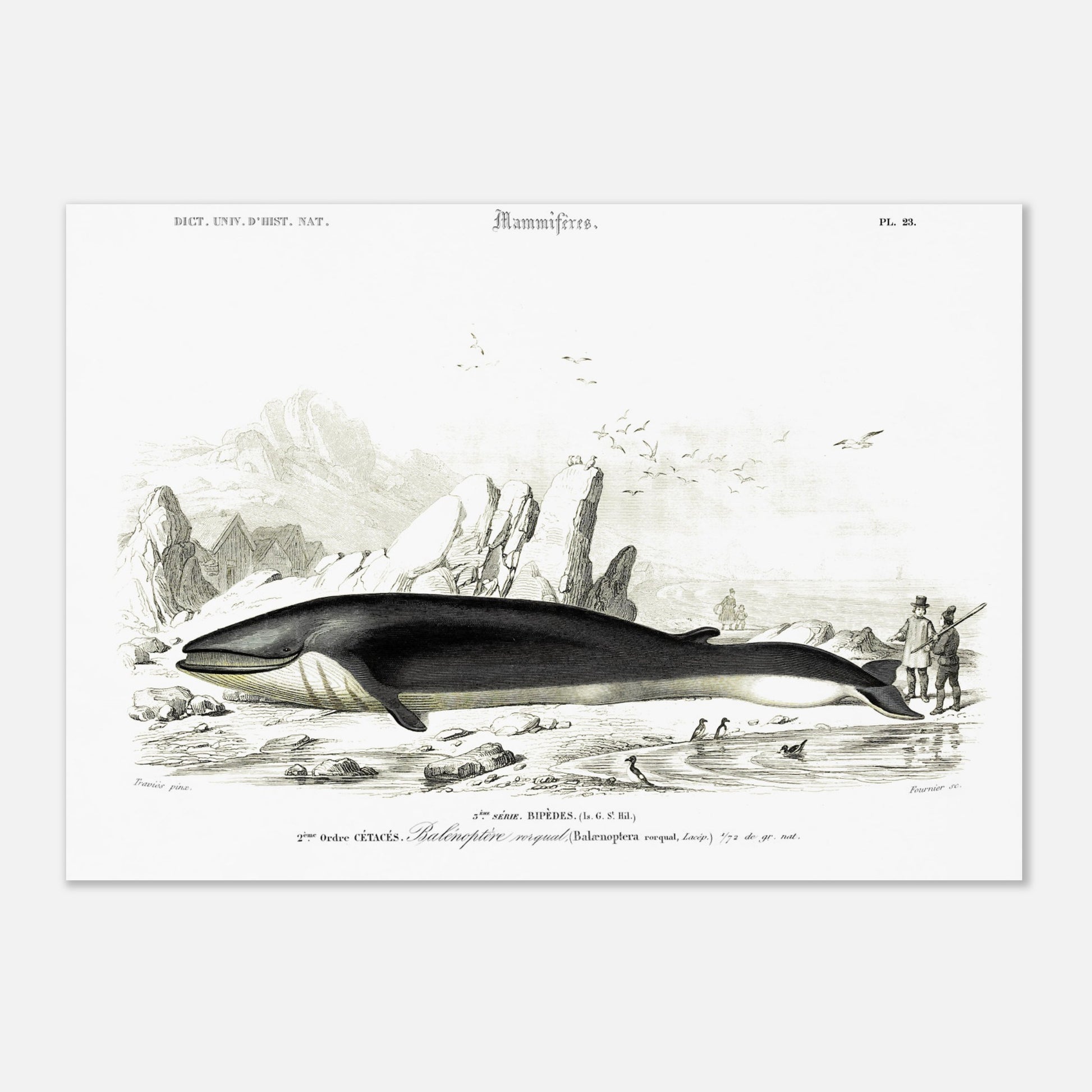Planche naturaliste du Rorqual commun par Charles d'Orbigny (29,7x42 cm (A3)). Planche scientifique d'un rorqual commun (Balaenoptera rorqual) échoué sur une plage rocheuse, avec des falaises, des oiseaux marins et des personnages en arrière-plan.