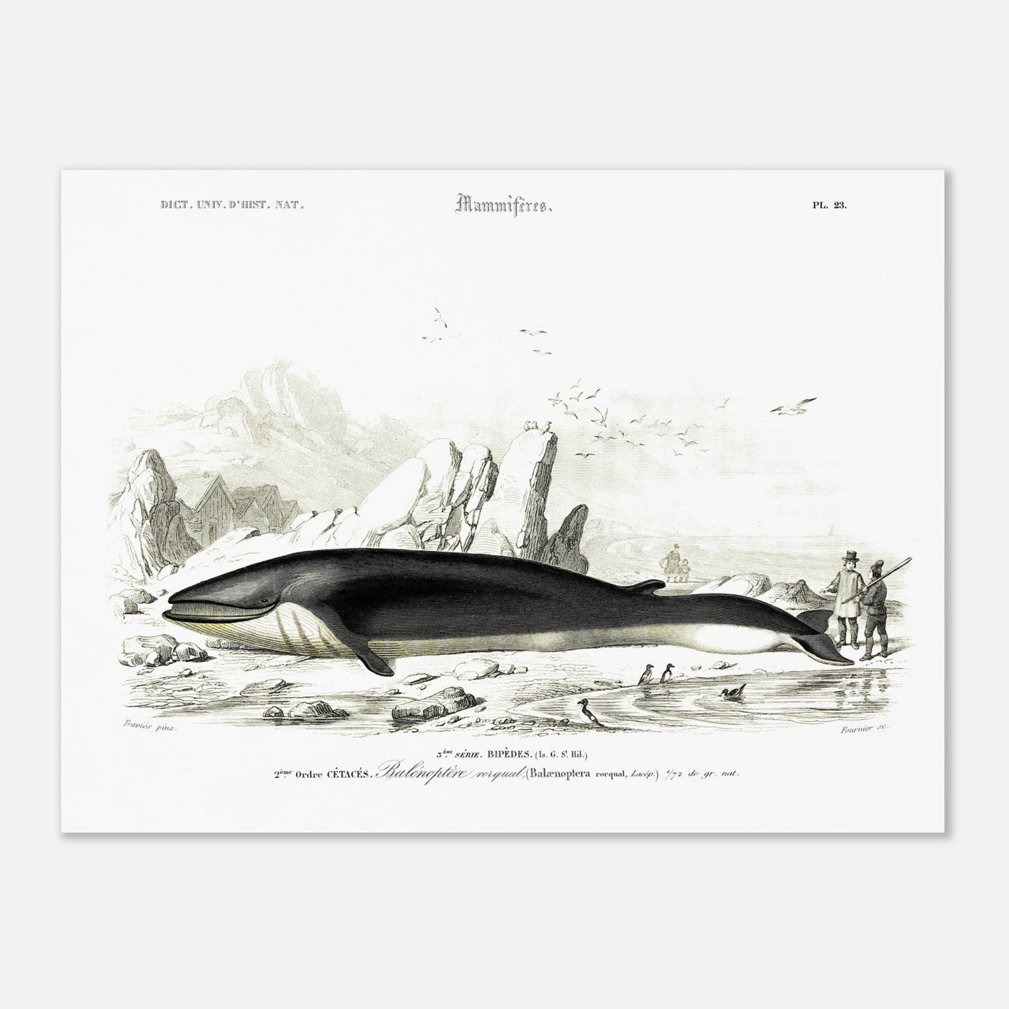 Planche naturaliste du Rorqual commun par Charles d'Orbigny (30x40 cm). Planche scientifique d'un rorqual commun (Balaenoptera rorqual) échoué sur une plage rocheuse, avec des falaises, des oiseaux marins et des personnages en arrière-plan.