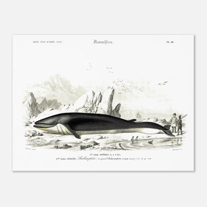 Planche naturaliste du Rorqual commun par Charles d'Orbigny (30x40 cm). Planche scientifique d'un rorqual commun (Balaenoptera rorqual) échoué sur une plage rocheuse, avec des falaises, des oiseaux marins et des personnages en arrière-plan.