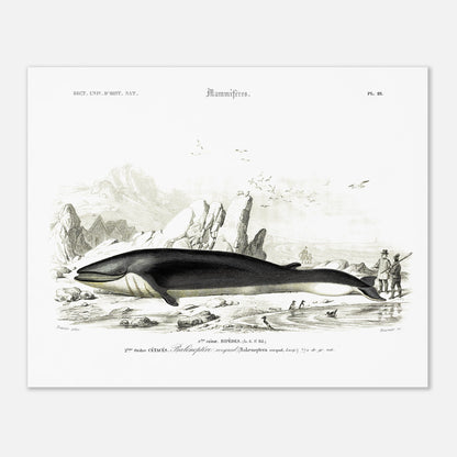Planche naturaliste du Rorqual commun par Charles d'Orbigny (40x50 cm). Planche scientifique d'un rorqual commun (Balaenoptera rorqual) échoué sur une plage rocheuse, avec des falaises, des oiseaux marins et des personnages en arrière-plan.