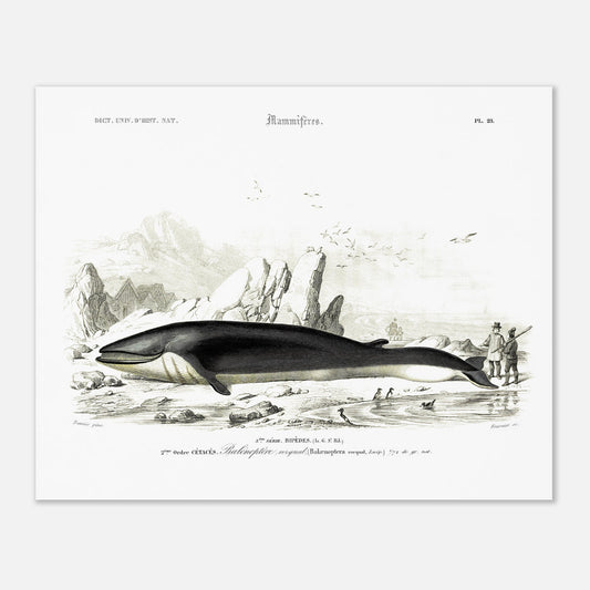 Planche naturaliste du Rorqual commun par Charles d'Orbigny (40x50 cm). Planche scientifique d'un rorqual commun (Balaenoptera rorqual) échoué sur une plage rocheuse, avec des falaises, des oiseaux marins et des personnages en arrière-plan.