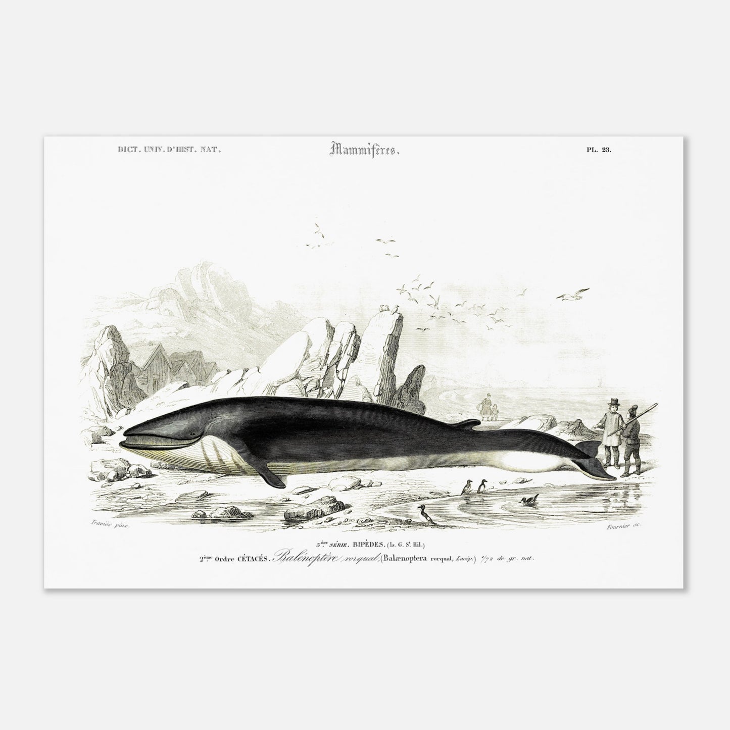 Planche naturaliste du Rorqual commun par Charles d'Orbigny (42x59,4 cm (A2)). Planche scientifique d'un rorqual commun (Balaenoptera rorqual) échoué sur une plage rocheuse, avec des falaises, des oiseaux marins et des personnages en arrière-plan.