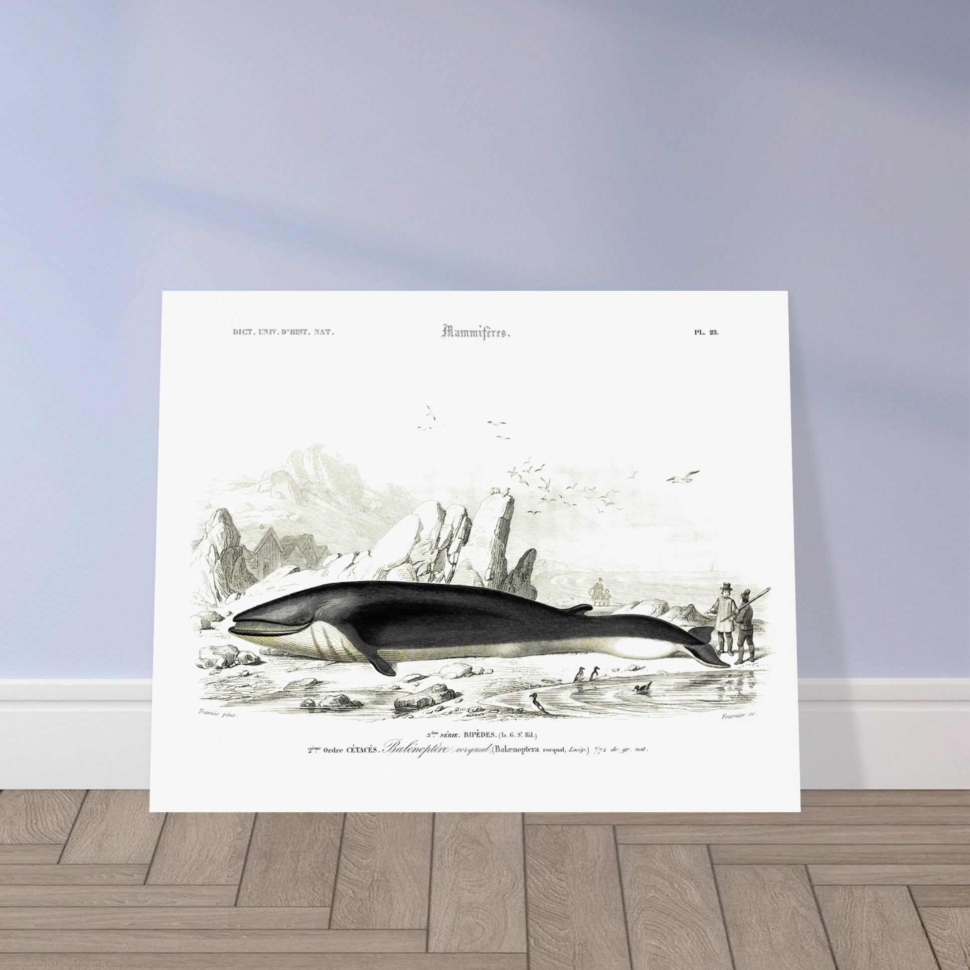 Planche naturaliste du Rorqual commun par Charles d'Orbigny. Planche scientifique d'un rorqual commun (Balaenoptera rorqual) échoué sur une plage rocheuse, avec des falaises, des oiseaux marins et des personnages en arrière-plan. Image d'illustration 5