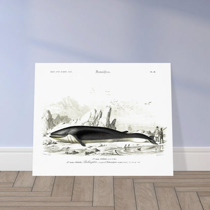 Planche naturaliste du Rorqual commun par Charles d'Orbigny. Planche scientifique d'un rorqual commun (Balaenoptera rorqual) échoué sur une plage rocheuse, avec des falaises, des oiseaux marins et des personnages en arrière-plan. Image d'illustration 5