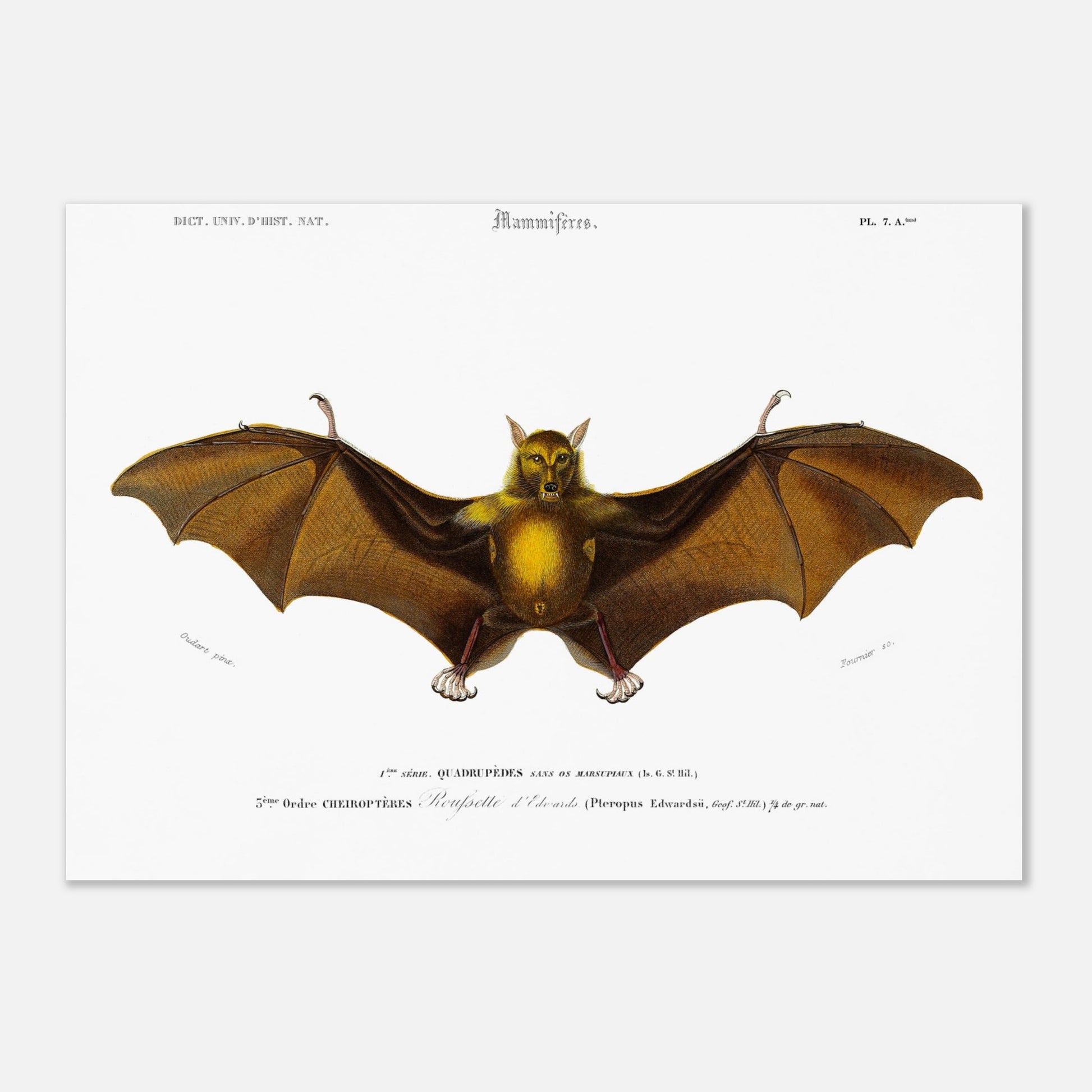 Planche naturaliste ancienne de la Roussette d’Edwards par d'Orbigny (29,7x42 cm (A3)). Planche naturaliste du Dictionnaire Universel d'Histoire Naturelle de Charles d'Orbigny représentant une Roussette d’Edwards, un type de chauve-souris.