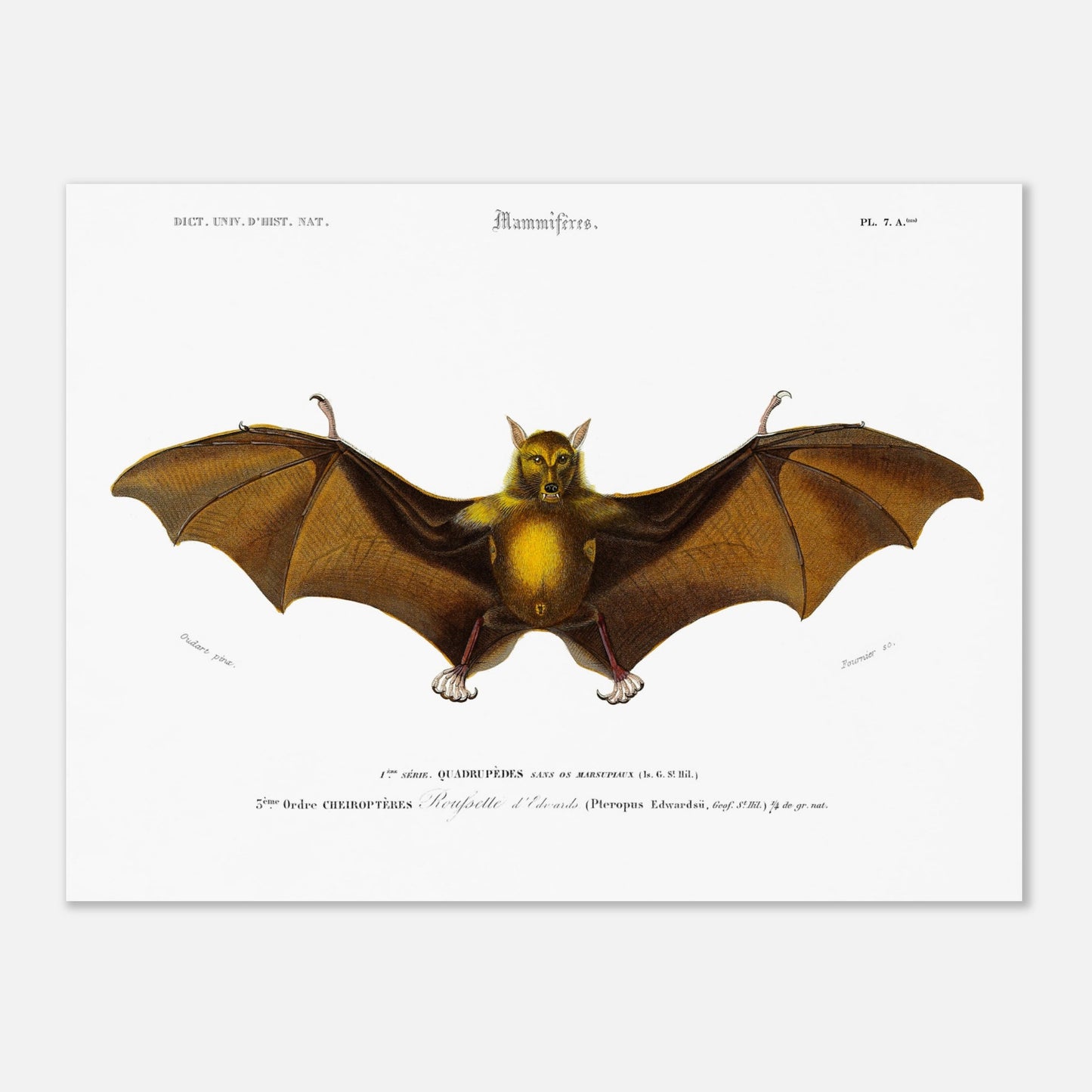 Planche naturaliste ancienne de la Roussette d’Edwards par d'Orbigny (30x40 cm). Planche naturaliste du Dictionnaire Universel d'Histoire Naturelle de Charles d'Orbigny représentant une Roussette d’Edwards, un type de chauve-souris.
