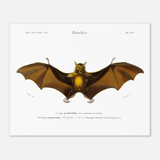 Planche naturaliste ancienne de la Roussette d’Edwards par d'Orbigny (40x50 cm). Planche naturaliste du Dictionnaire Universel d'Histoire Naturelle de Charles d'Orbigny représentant une Roussette d’Edwards, un type de chauve-souris.
