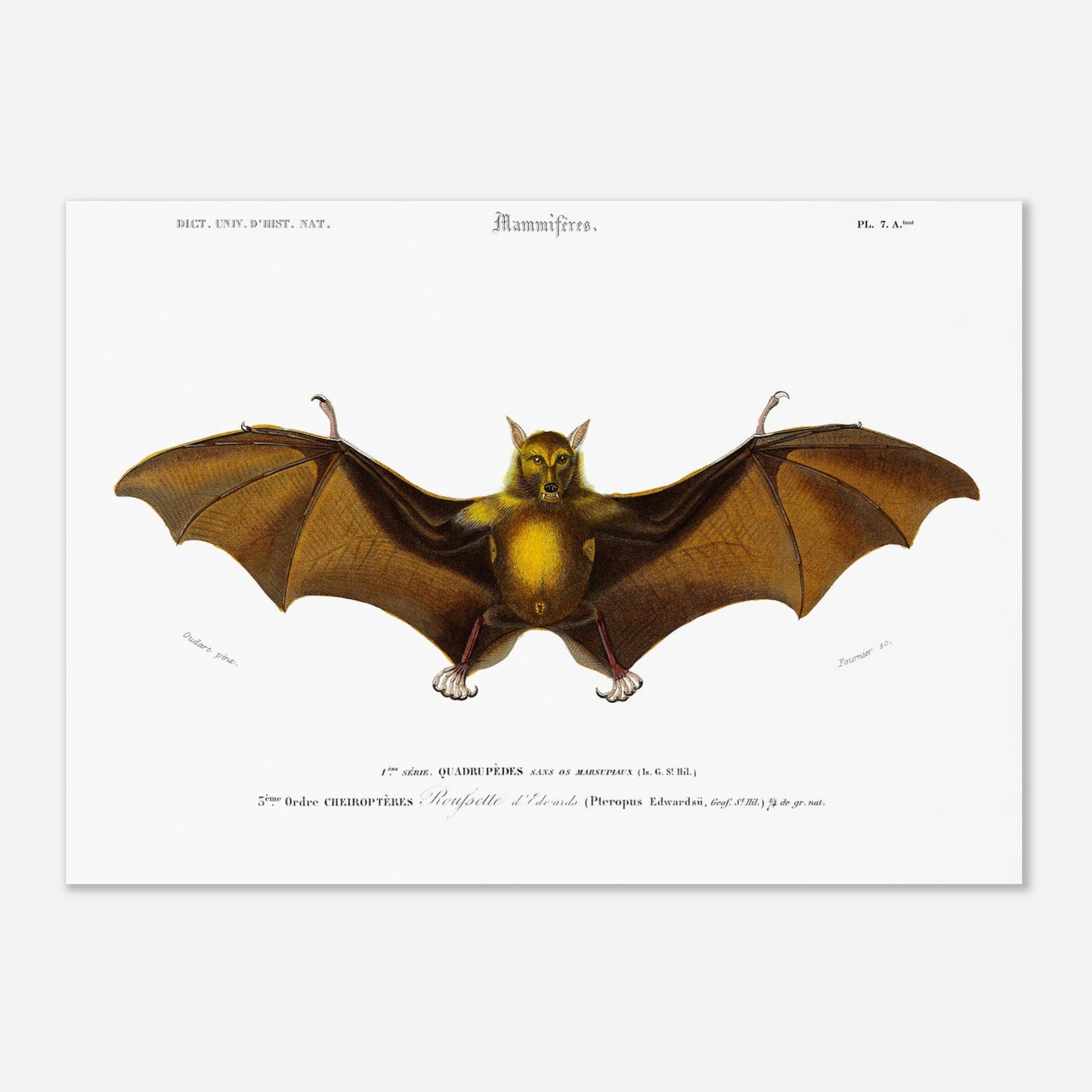 Planche naturaliste ancienne de la Roussette d’Edwards par d'Orbigny (50x70 cm). Planche naturaliste du Dictionnaire Universel d'Histoire Naturelle de Charles d'Orbigny représentant une Roussette d’Edwards, un type de chauve-souris.