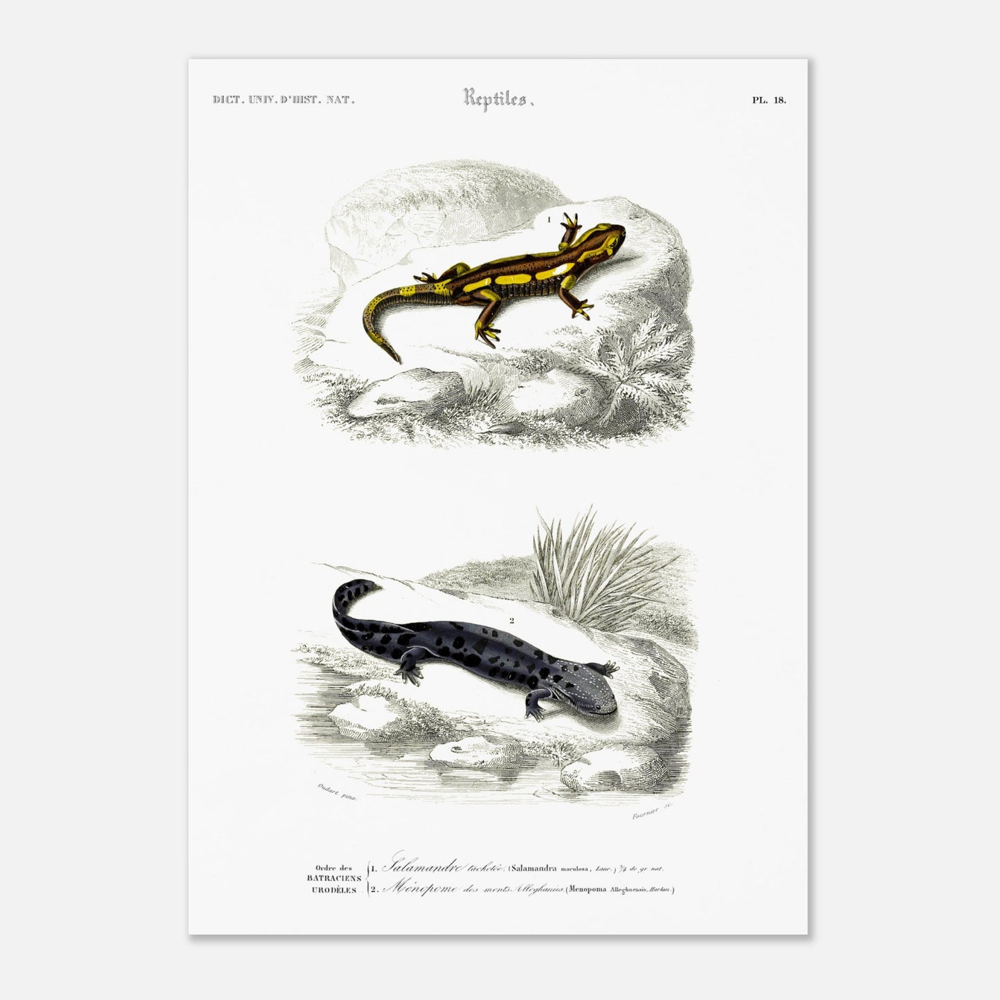 Planche naturaliste de salamandres par Charles d'Orbigny (29,7x42 cm (A3)). Planche scientifique présentant deux salamandres, l'une tachetée de jaune et noir sur une roche, l'autre entièrement noire avec des taches gris clair sur un sol sombre.