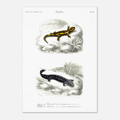 Planche naturaliste de salamandres par Charles d'Orbigny (29,7x42 cm (A3)). Planche scientifique présentant deux salamandres, l'une tachetée de jaune et noir sur une roche, l'autre entièrement noire avec des taches gris clair sur un sol sombre.