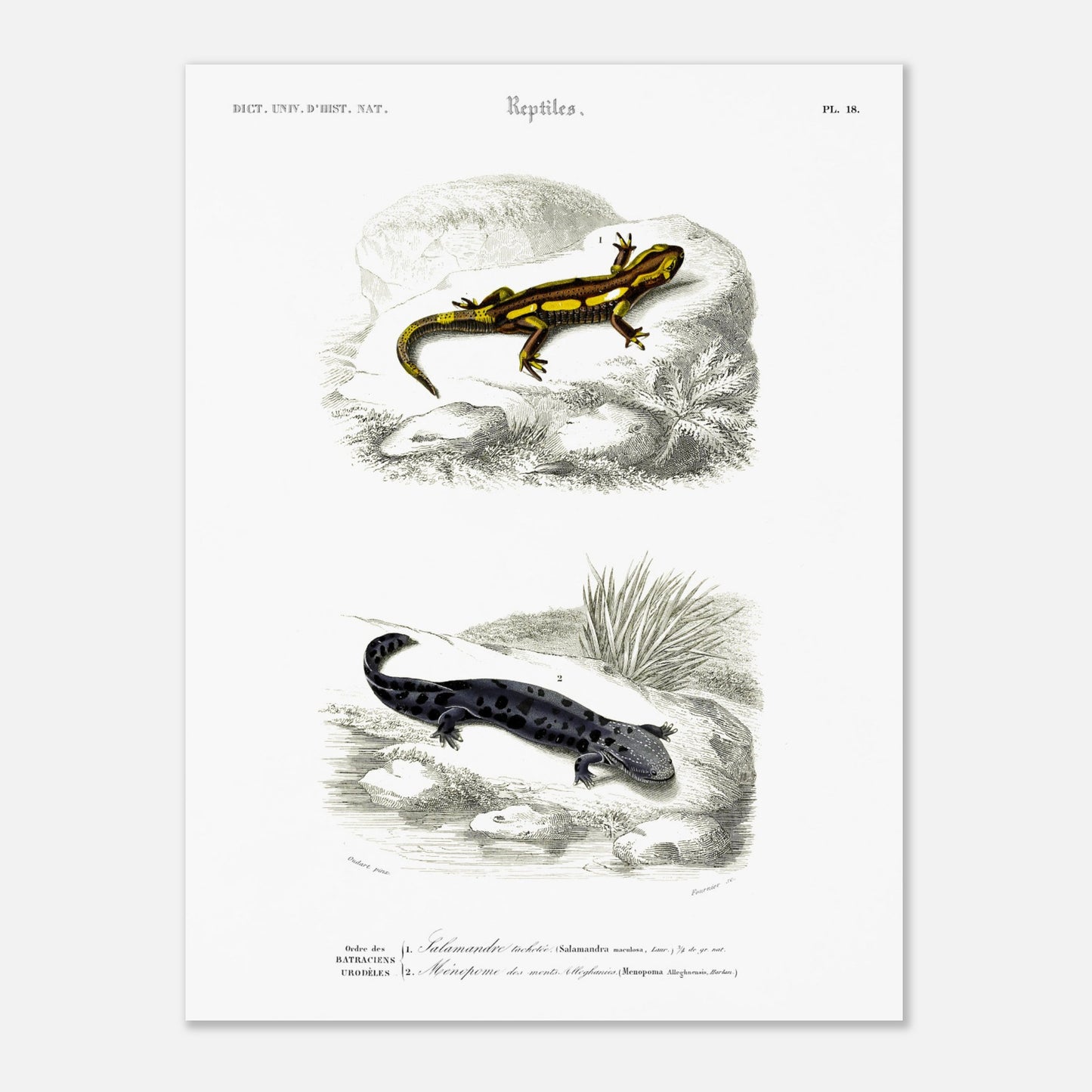 Planche naturaliste de salamandres par Charles d'Orbigny (30x40 cm). Planche scientifique présentant deux salamandres, l'une tachetée de jaune et noir sur une roche, l'autre entièrement noire avec des taches gris clair sur un sol sombre.